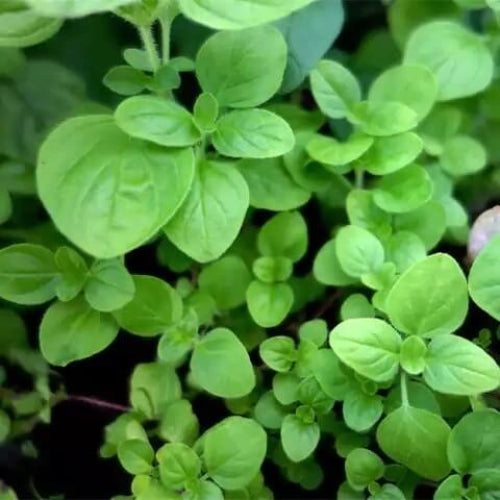 Ornamental Oregano Seeds - Herbal Plant