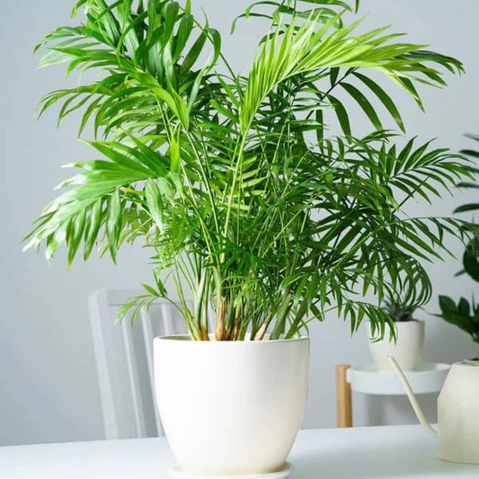 Ornamental Palm Seeds