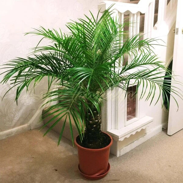 Ornamental Palm Seeds
