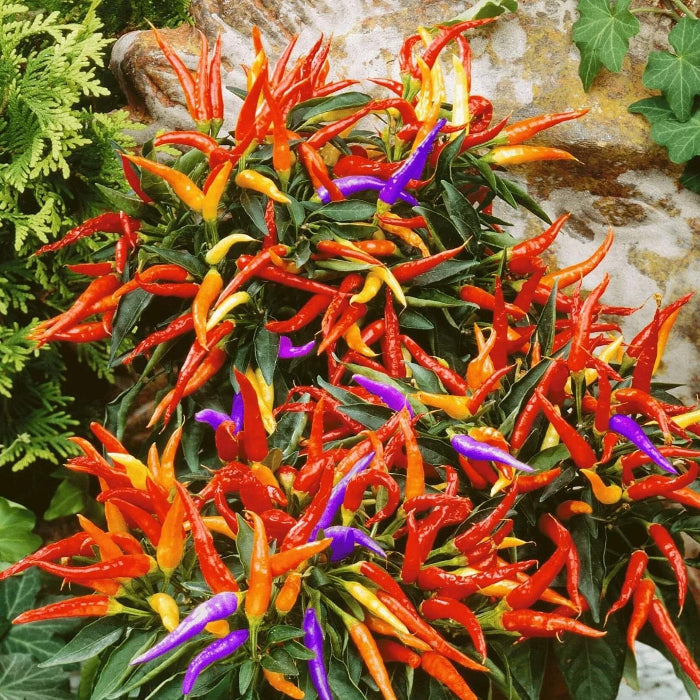 Ornamental Pepper Seeds - Vegetable Plant