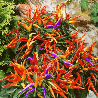 Ornamental Pepper Seeds - Vegetable Plant