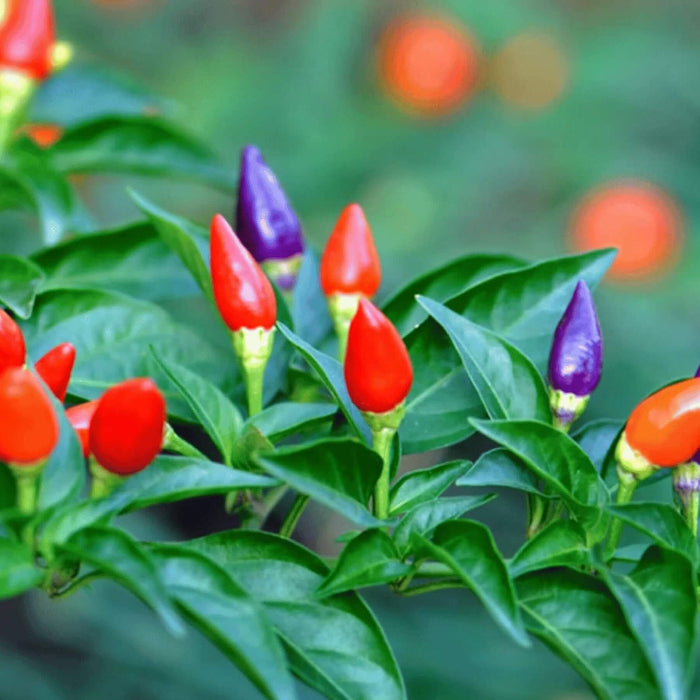 Ornamental Pepper Seeds - Vegetable Plant