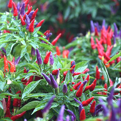Ornamental Pepper Seeds - Vegetable Plant