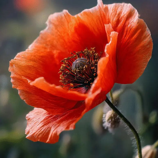 Ornamental Poppy Seeds