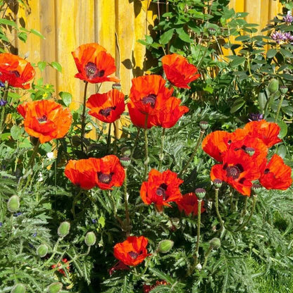 Ornamental Poppy Seeds