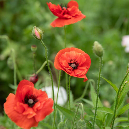 Ornamental Poppy Seeds
