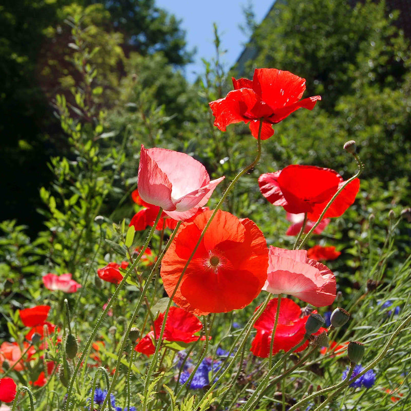 Ornamental Poppy Seeds