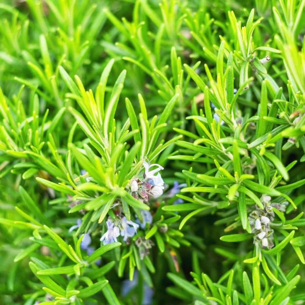 Ornamental Rosemary Seeds - Herbal Plant for Home Gardens