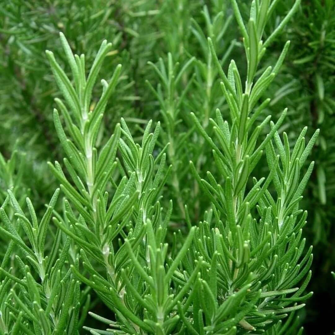 Ornamental Rosemary Seeds - Herbal Plant for Home Gardens