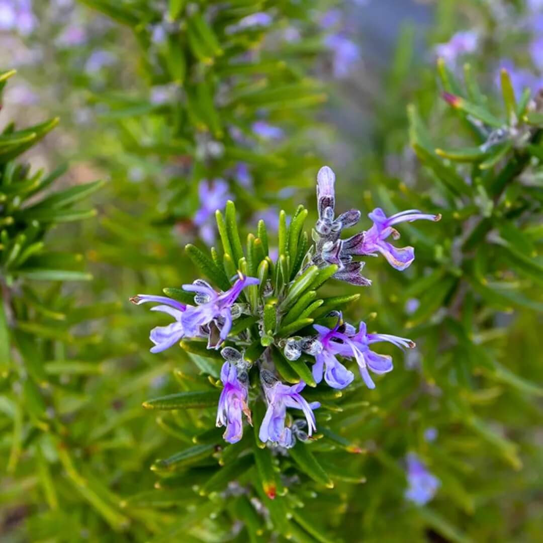 Ornamental Rosemary Seeds - Herbal Plant for Home Gardens