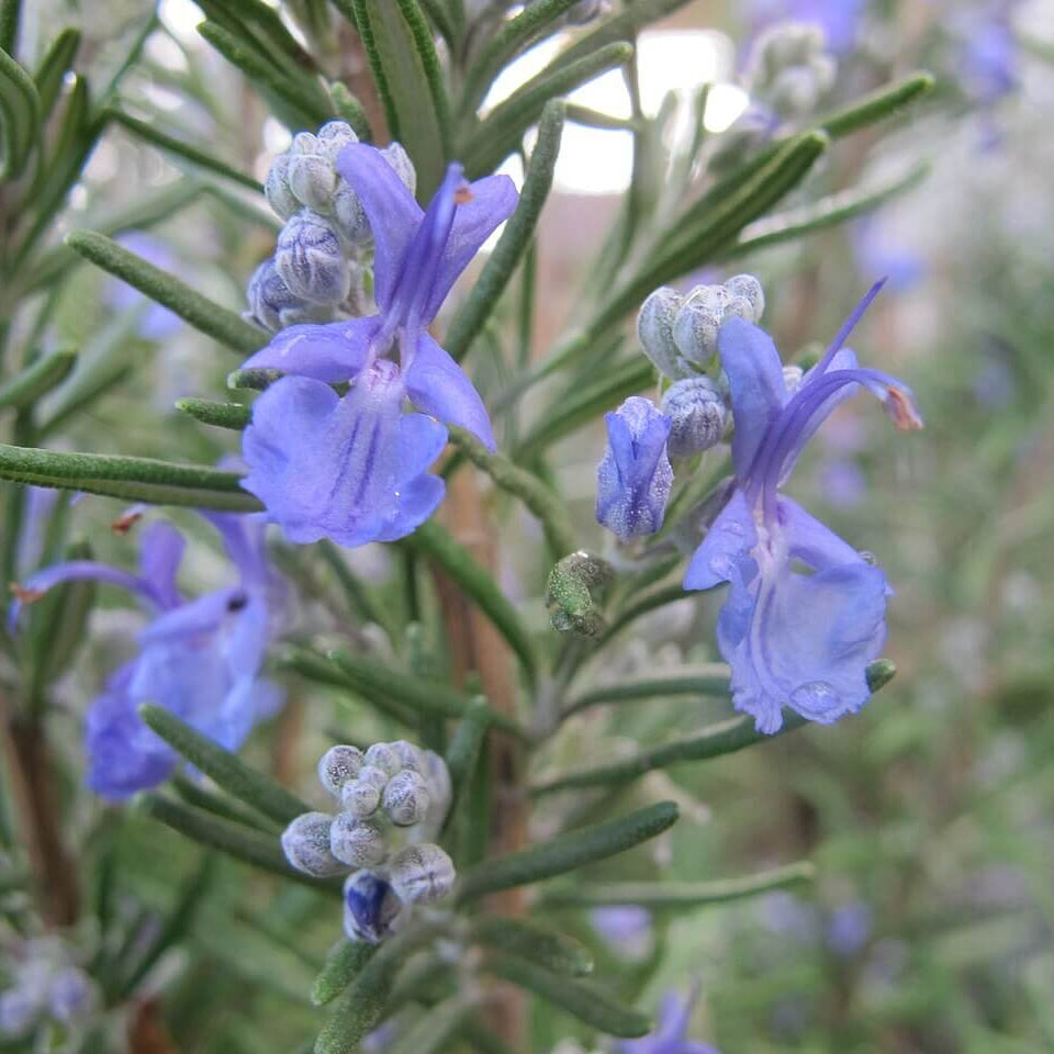 Ornamental Rosemary Seeds - Herbal Plant for Home Gardens