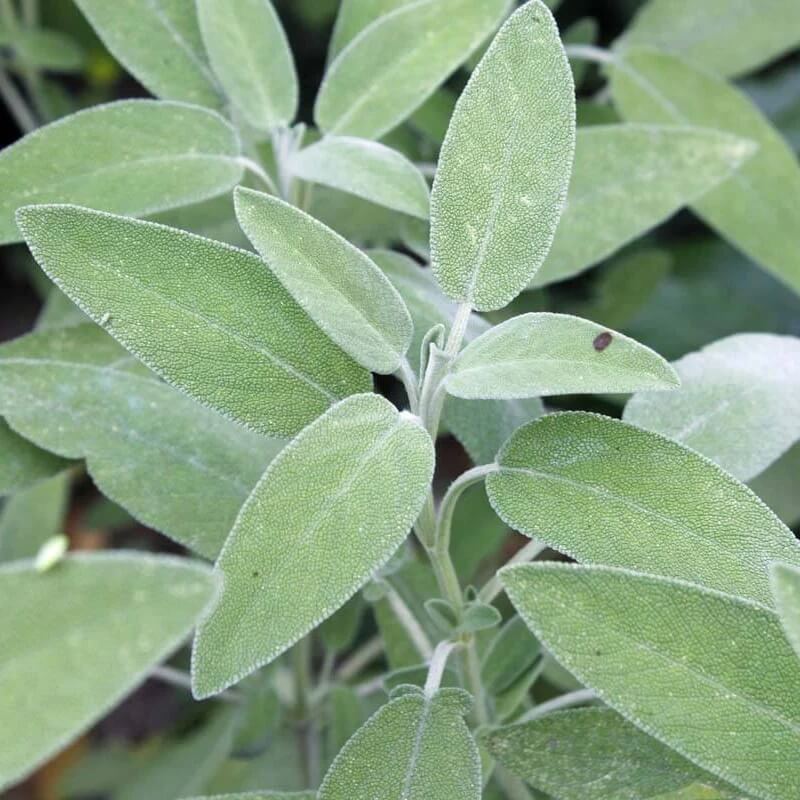Ornamental Sage Seeds 