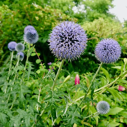 Ornamental Thistle Seeds