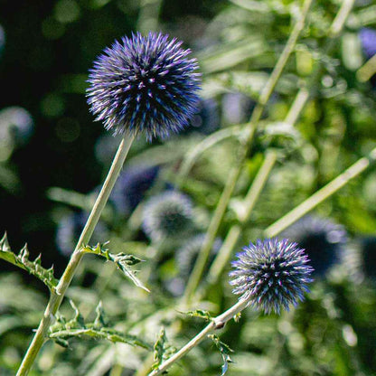Ornamental Thistle Seeds