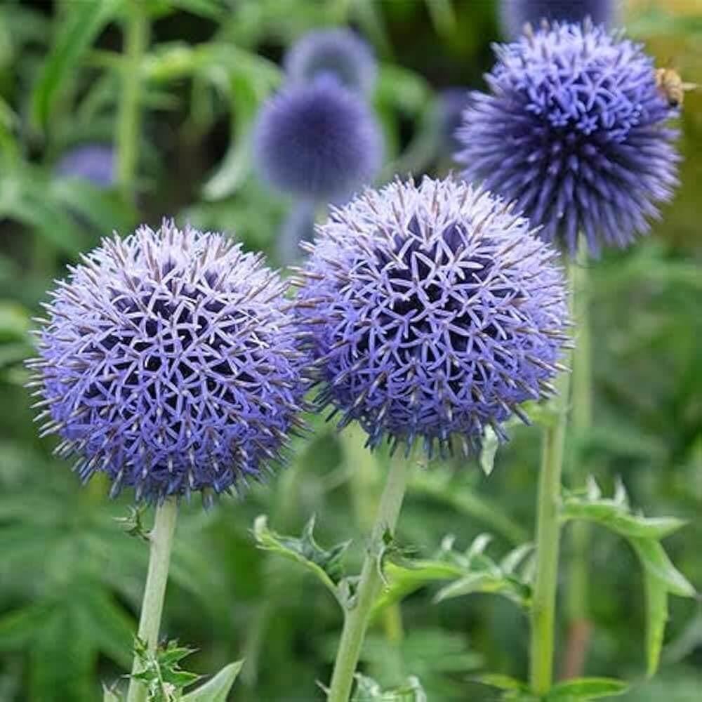 Ornamental Thistle Seeds