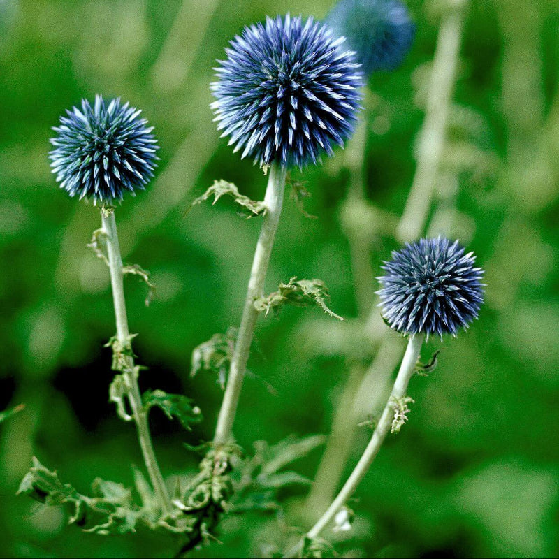 Ornamental Thistle Seeds