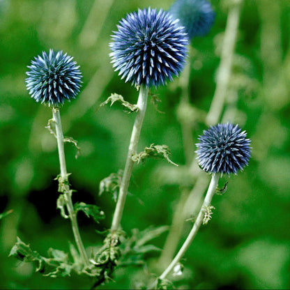 Ornamental Thistle Seeds