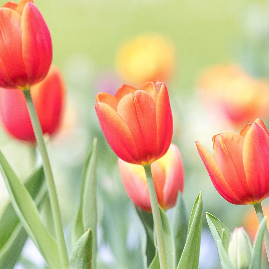 Ornamental Tulip Seeds