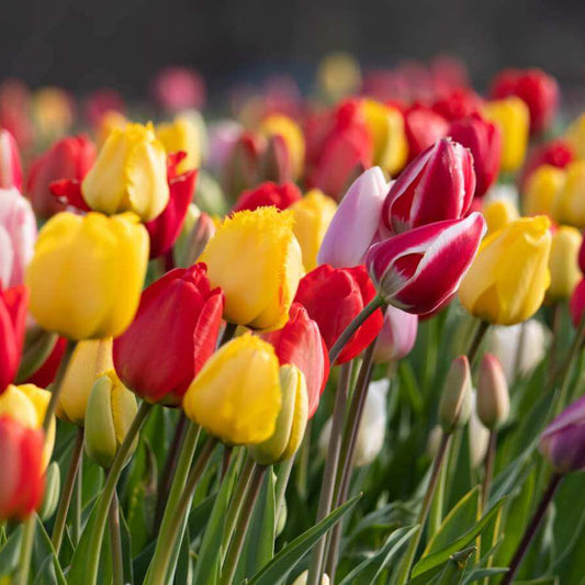 Ornamental Tulip Seeds