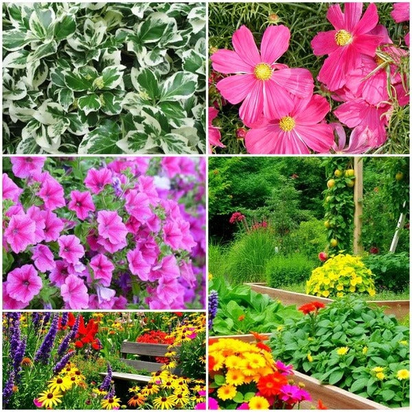 Ornamental flowers seeds - All in one for home gardens