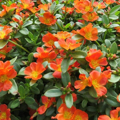 Ornamental flowers seeds - All in one for home gardens