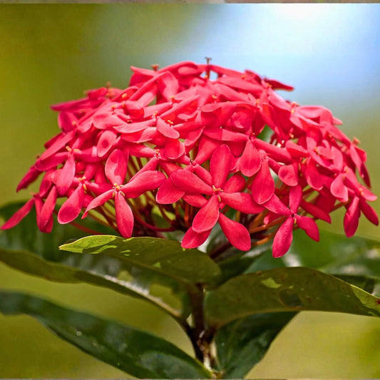 Ornamental shrubs Seeds 