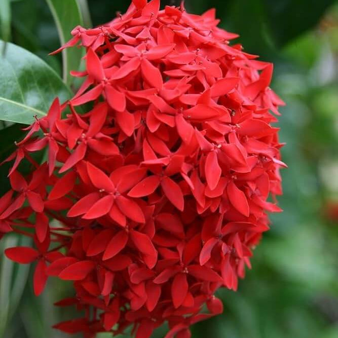 Ornamental shrubs Seeds 