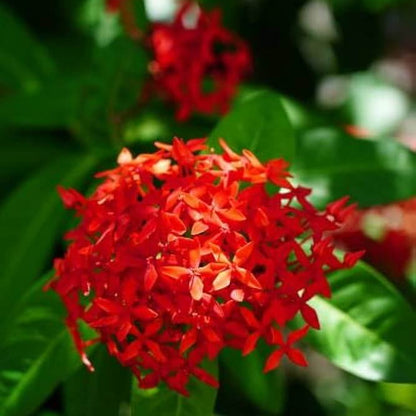 Ornamental shrubs Seeds 