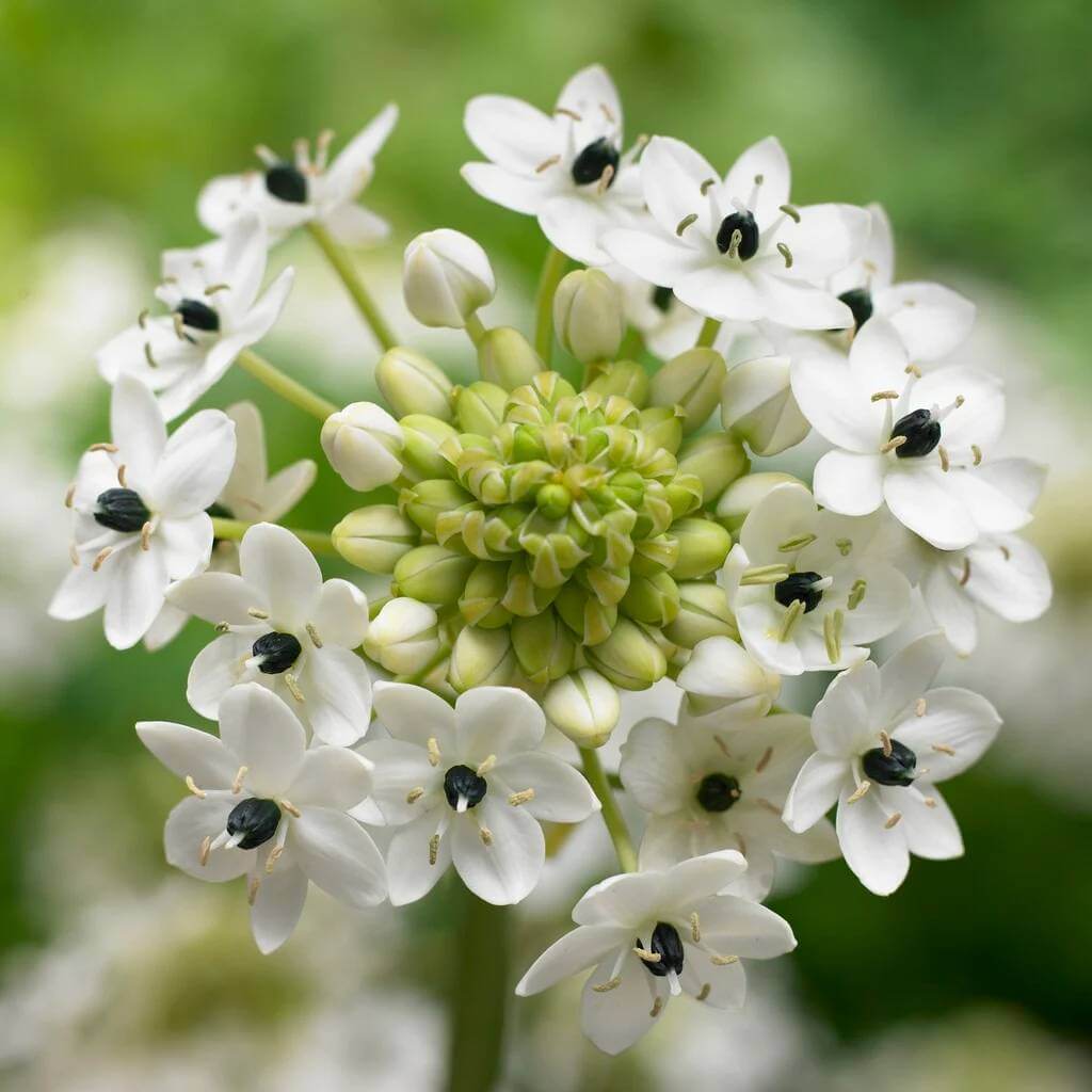 Ornithogalum Saundersiae Seeds - Heirloom Flower Plant for Home Gardens