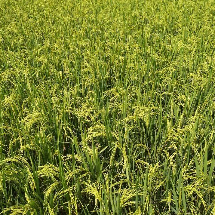 Oryza Sativa Seeds - Grain Plant Seeds for Home Gardens