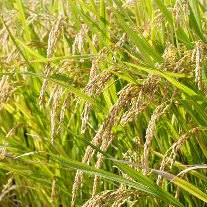 Oryza Sativa Seeds - Grain Plant Seeds for Home Gardens