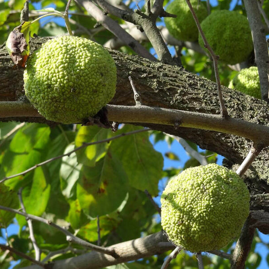 Osage Orange Tree Seeds