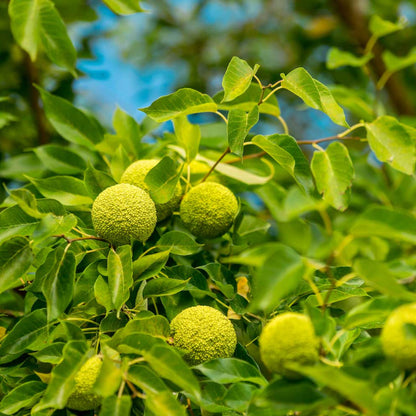 Osage Orange Tree Seeds