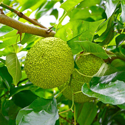 Osage Orange Tree Seeds