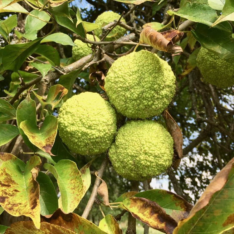 Osage Orange Tree Seeds