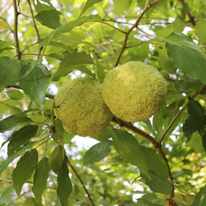 Osage Orange Tree Seeds