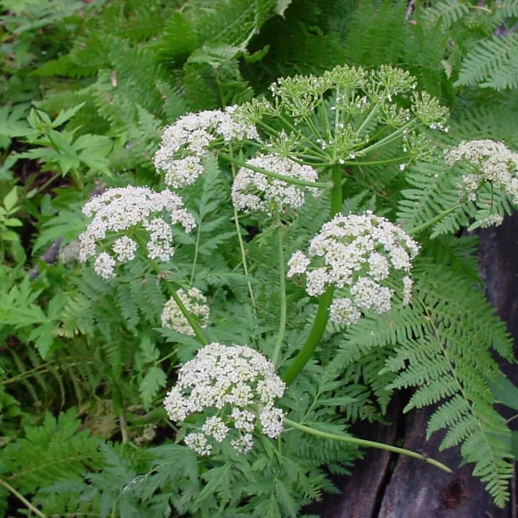 Osha Seeds - Heirloom Herbal Plant for Home Gardens
