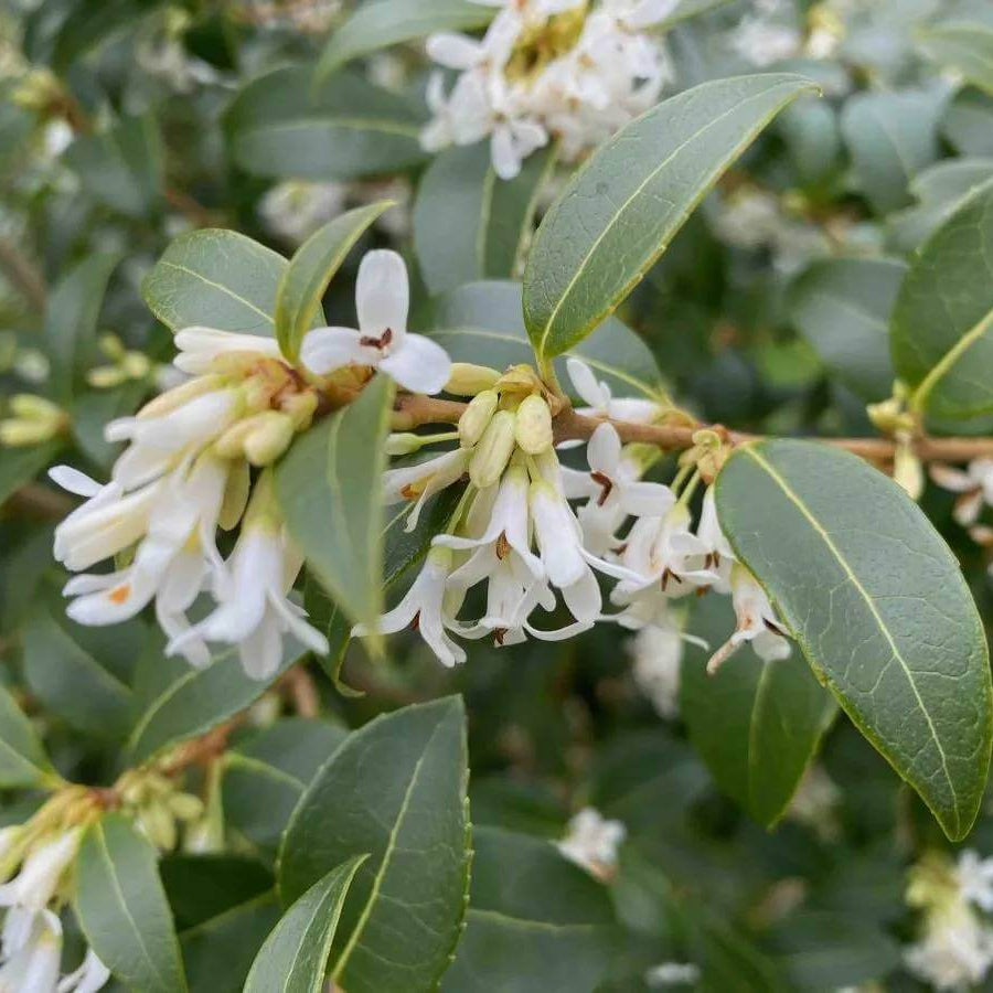 Osmanthus Seeds - Ornamental Plant Seeds for Home Gardens