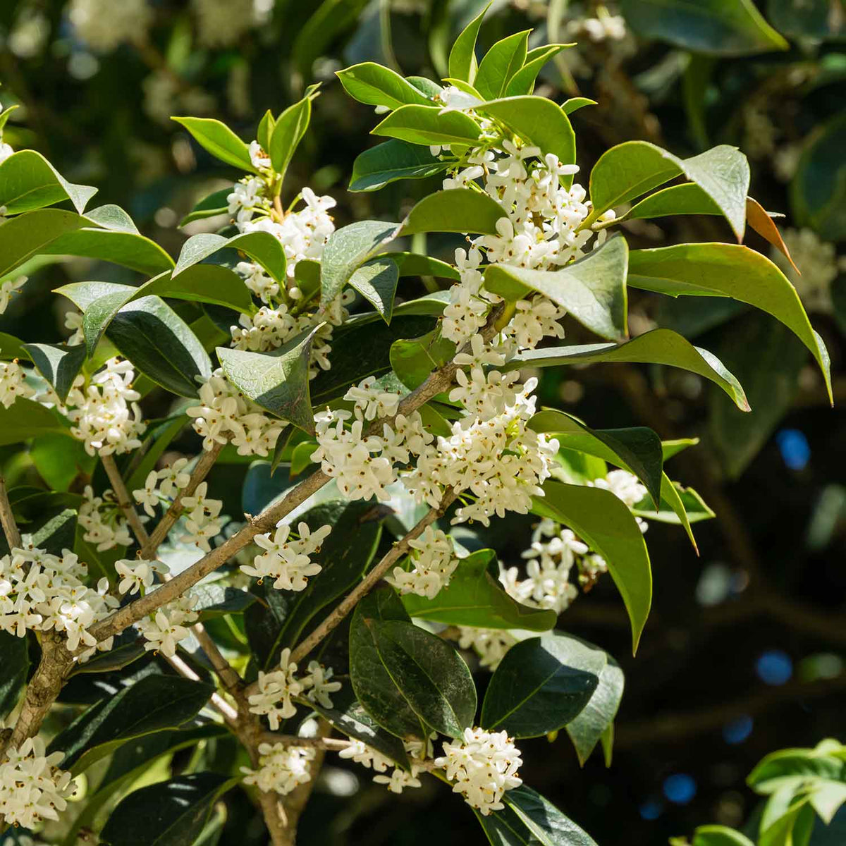 Osmanthus Seeds - Ornamental Plant Seeds for Home Gardens