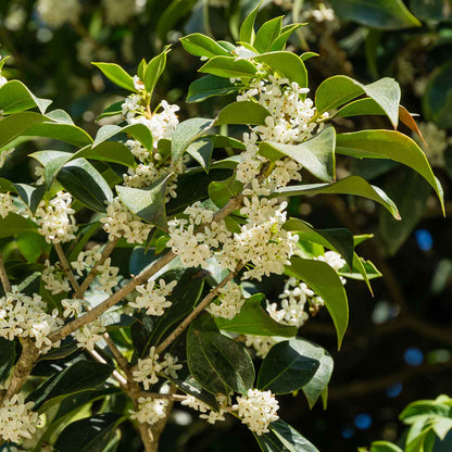 Osmanthus Seeds - Ornamental Plant Seeds for Home Gardens