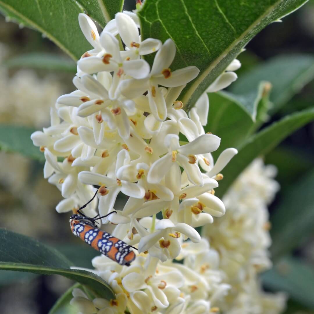Osmanthus Seeds - Ornamental Plant Seeds for Home Gardens