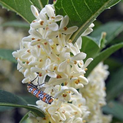 Osmanthus Seeds - Ornamental Plant Seeds for Home Gardens