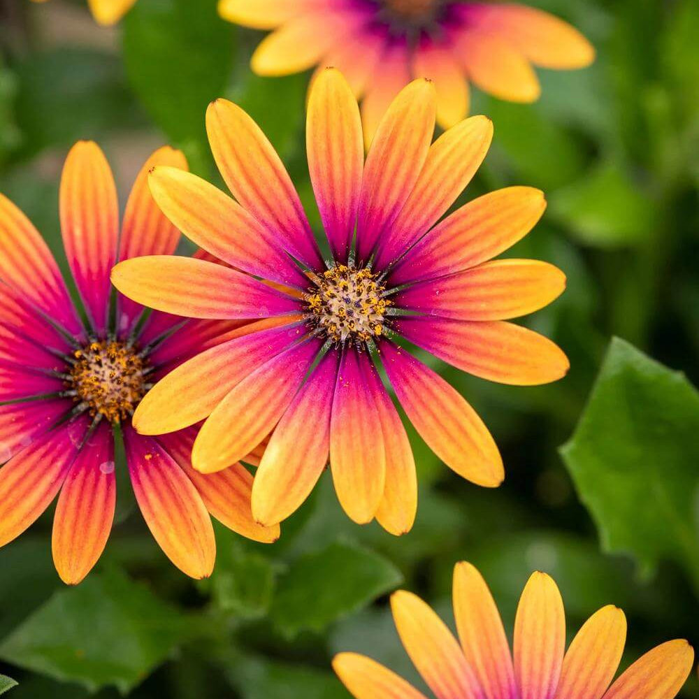 Osteospermum Purple Sun Seeds - Heirloom Flower Plant for Home Gardens