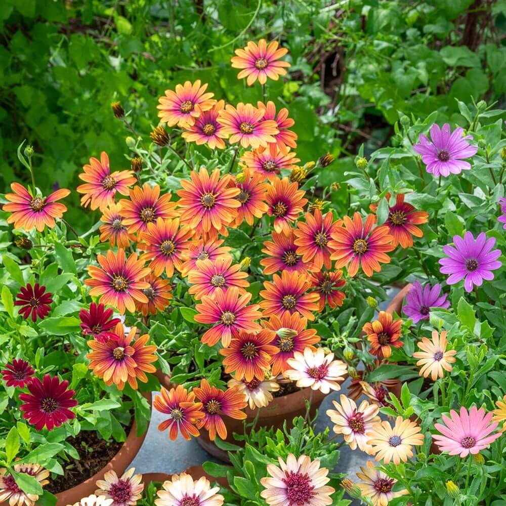 Osteospermum Purple Sun Seeds - Heirloom Flower Plant for Home Gardens