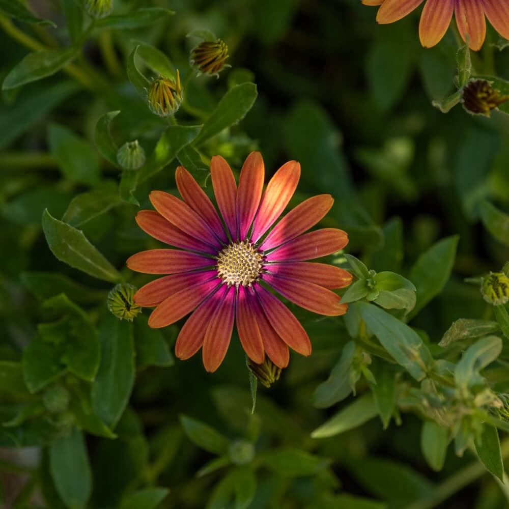 Osteospermum Purple Sun Seeds - Heirloom Flower Plant for Home Gardens