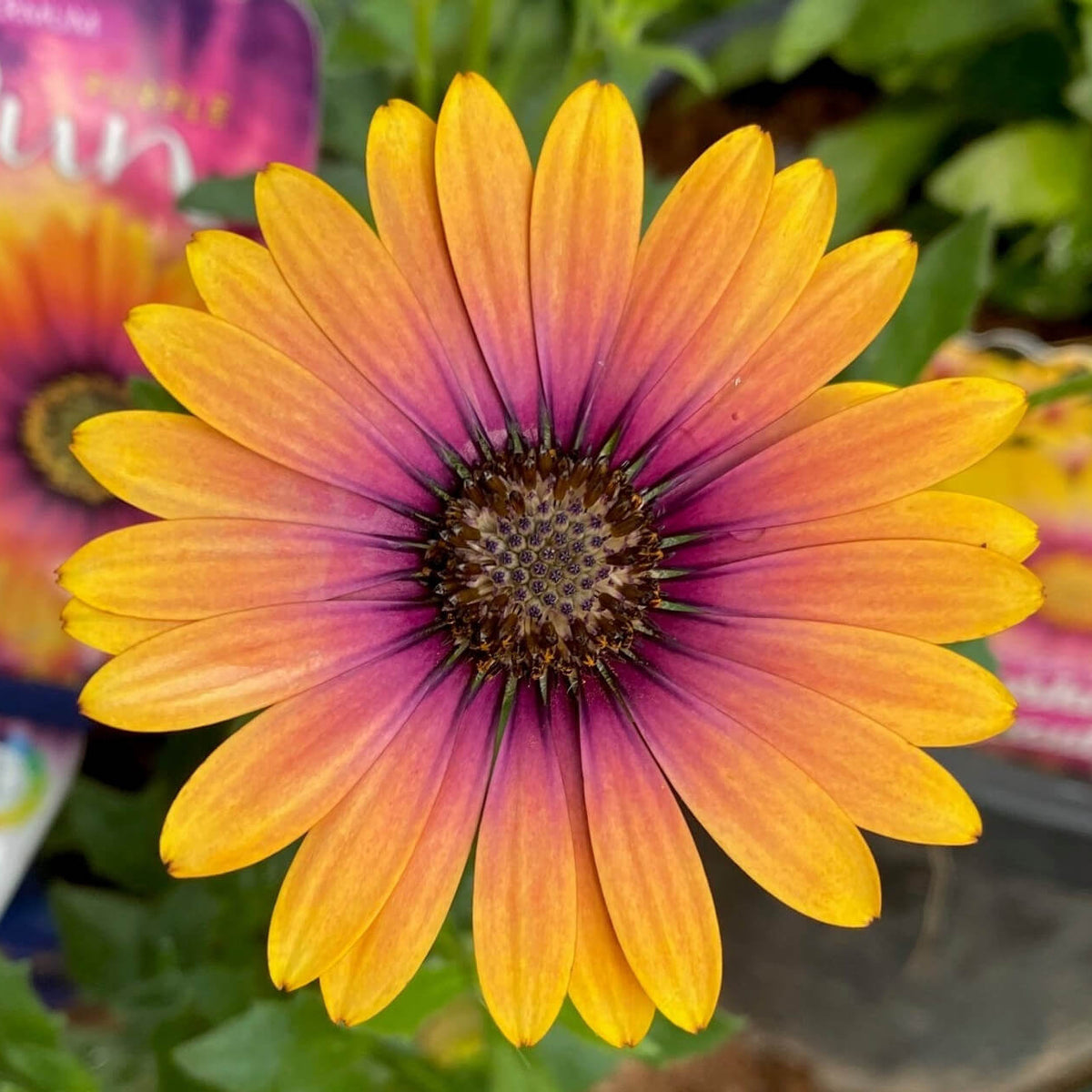 Osteospermum Purple Sun Seeds - Heirloom Flower Plant for Home Gardens