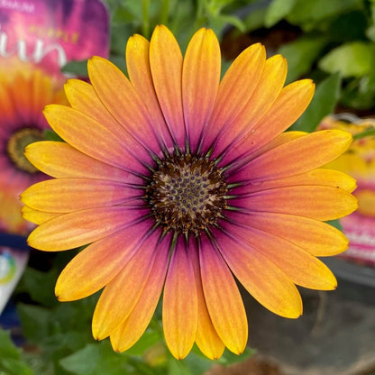Osteospermum Purple Sun Seeds - Heirloom Flower Plant for Home Gardens