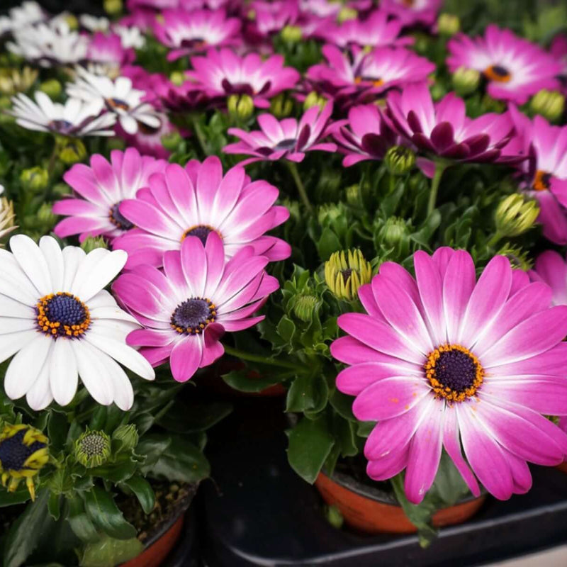 Osteospermum Seeds