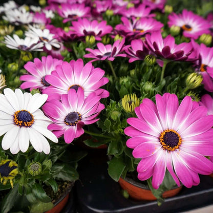 Osteospermum Seeds