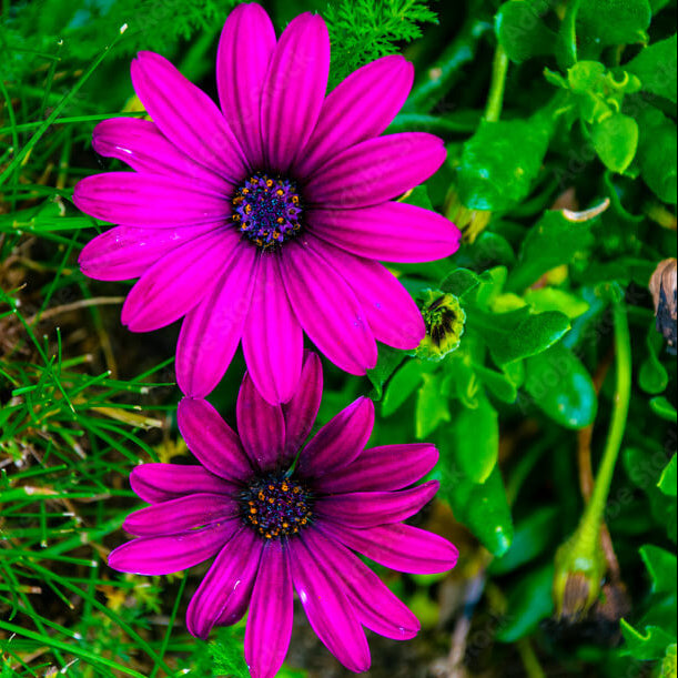 Osteospermum Seeds - Flower Plant for Home Gardens
